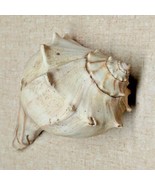 Real Conch Sea Shell Seashell Beach Nautical Tropical Decor over 8 inche... - $793.34 MXN