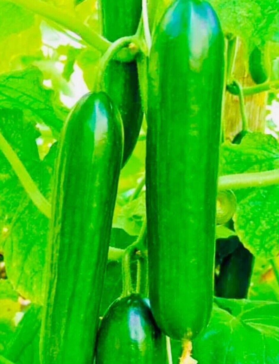 Fresh Harvest Tendergreen Burpless Cucumber Seeds Variety New Fresh  - $3.98