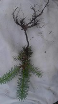 Christmas Trees TEN (10) Tiny, Beautiful Frasier Fir Transplants 4&quot;-8&quot; S... - $89.50