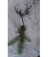 Christmas Trees TEN (10) Tiny, Beautiful Frasier Fir Transplants 4"-8" Ships SPR - $89.50