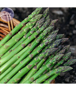 Fresh New Seeds Green Asparagus Seeds 20 Seeds Pack Spring Vegetables As... - $18.84 CAD