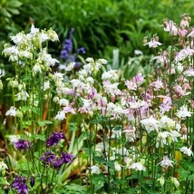 US Seller 100 Seeds Dwarf European Columbine Mixed Colors Na Native - $10.17