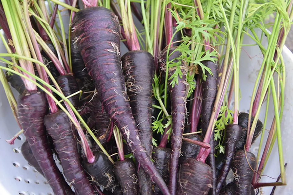 Black Nebula Carrot 200 Seeds, NON-GMO, Deep Purple, Antioxidant, - £7.07 GBP