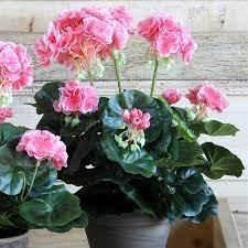20 Seeds Bonsai Garden Pelargonium Light Pink Ball Flower Plantas Item image 2