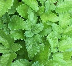 THJAR 20 + Lemon Balm Seeds Herb Perrenial Mosquito Insect Repellent - $4.99