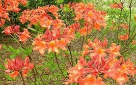 AWS Mauvila Gold Aromi Azalea Rhododendron Deciduous Starter Plant May B... - $43.49