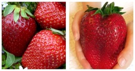 1200PCS Super Giant Japan Red Strawberry Organic Seeds - £19.53 GBP