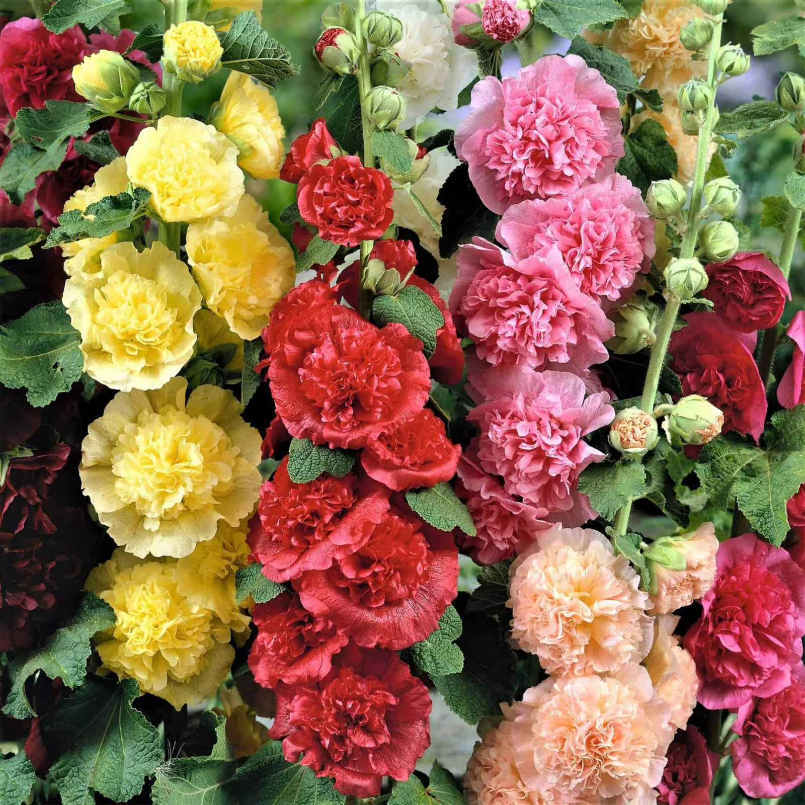 MBK 25 Seeds Summer Carnival Mix Hollyhock Non Gmo - $9.55