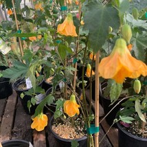 Abutilon Frieda 1 Feet Tall 1 Gallon Pot New Fresh Garden - $111.55 CAD