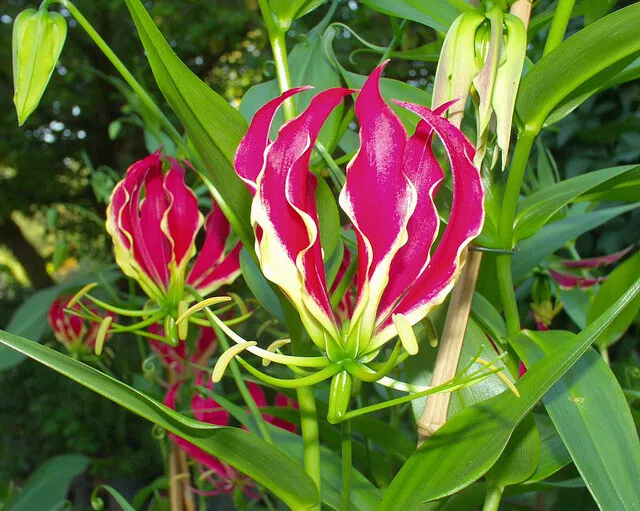 Gloriosa Rothschildiana Glory Vine 10 Seeds Climbing Flame Lily - £7.60 GBP