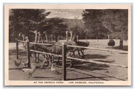 Ostrich Farm Los Angeles California CA UNP WB Postcard Z9 - £1.54 GBP
