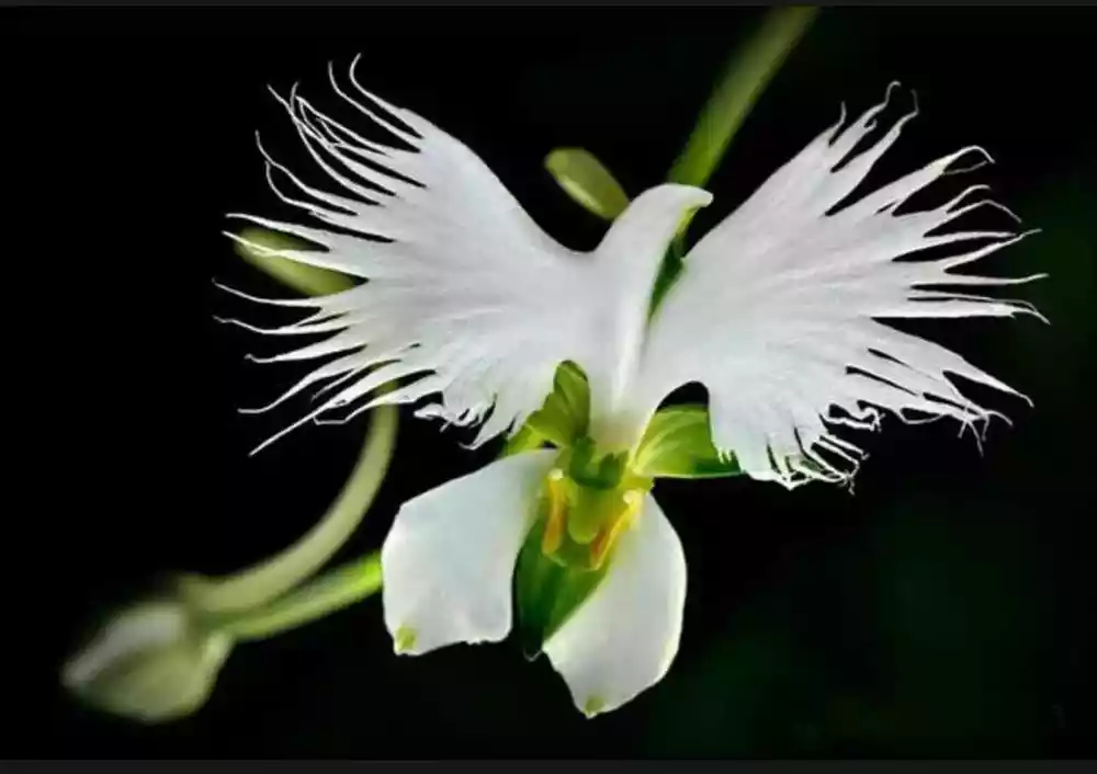 20+ seeds white egret orchid seeds Heron White dove colors included are white p - £4.89 GBP