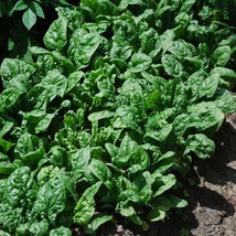 Spinach Giant Noble Seeds 150 Vegetable Garden Fresh Garden Seeds - £3.39 GBP