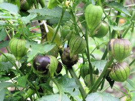 USA SELLER Purple Morado Tomatillo Perfect For Cooking Fresh New - £14.23 GBP