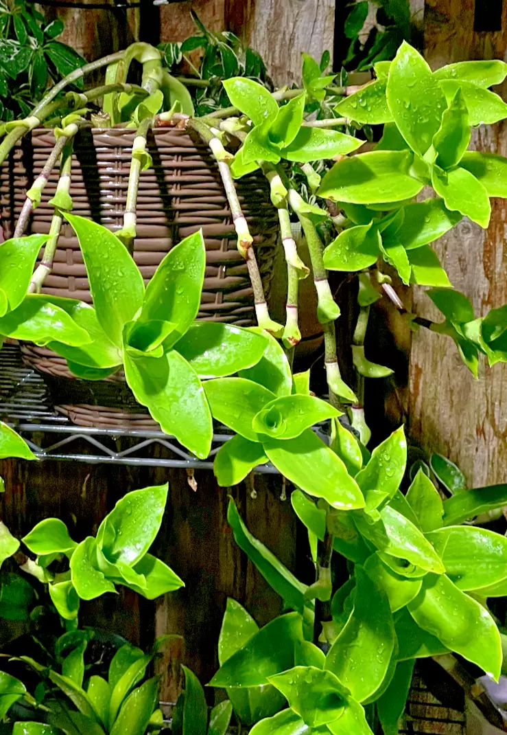 Two of (Callisia fragrans) Russia Holistic medical plant bare rooted plant - $35.00