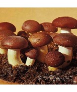 28gr/1(oz.)PIOPPINO,POPLAR ,MYCELIUM SEEDS FOR LOGS,COFFEE GROUNDS, SUPS... - $41.49 CAD