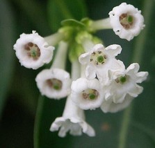 Cestrum Diurnum White Chocolate Jasmine Day Jessamine 10 Seeds Seeds Fresh Fast  - £18.47 GBP