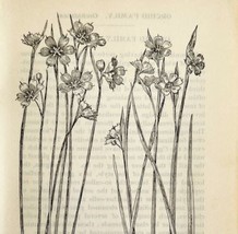 1905 Blue Eyed Grass Flower Print Pen &amp; Ink Lithograph Antique Art 6.75 x 3.75&quot; - £13.93 GBP