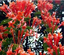 Mina Lobata Bonsai, Flower DIY Potted Plants, Indoor Outdoor Pot Seeds* Easy To  - £4.12 GBP