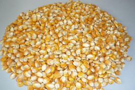 Whole Raw/Re-CLEANED Corn Animal Feed Or Arts &amp; Crafts Choose Size Free Shipping - £4.85 GBP+