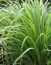 Fresh Garden Lemongrass Seeds - Organic &amp; Non Gmo - Heirloom Seeds – Lemongrass  - £7.35 GBP