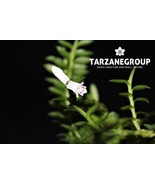 APPENDICULA DICHAEOIDES MINI MINIATURE ORCHID MOUNTED - $53.00