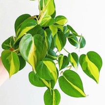 Philodendron Brasil Starter Plant 2 Plants Fresh Garden - $39.00