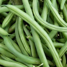 Blue Lake Bush Bean Seeds Open Pollinated Vegetable Gardening USA SELLER - £10.49 GBP