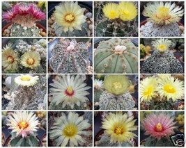 Astrophytum Variety MIX Exotic Cactus Collection @@ rare cacti seed lot 50 SEEDS - £7.18 GBP