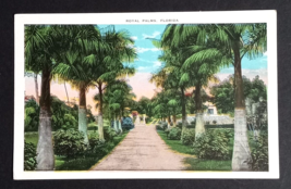 Royal Palms Trees Scenic Street View Flowers Tampa Florida FL UNP Postcard 1920s - £3.13 GBP