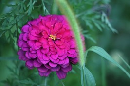 Zinnia Elegans Purple Prince Heirloom 20 Seeds Us Us Seller - £6.53 GBP