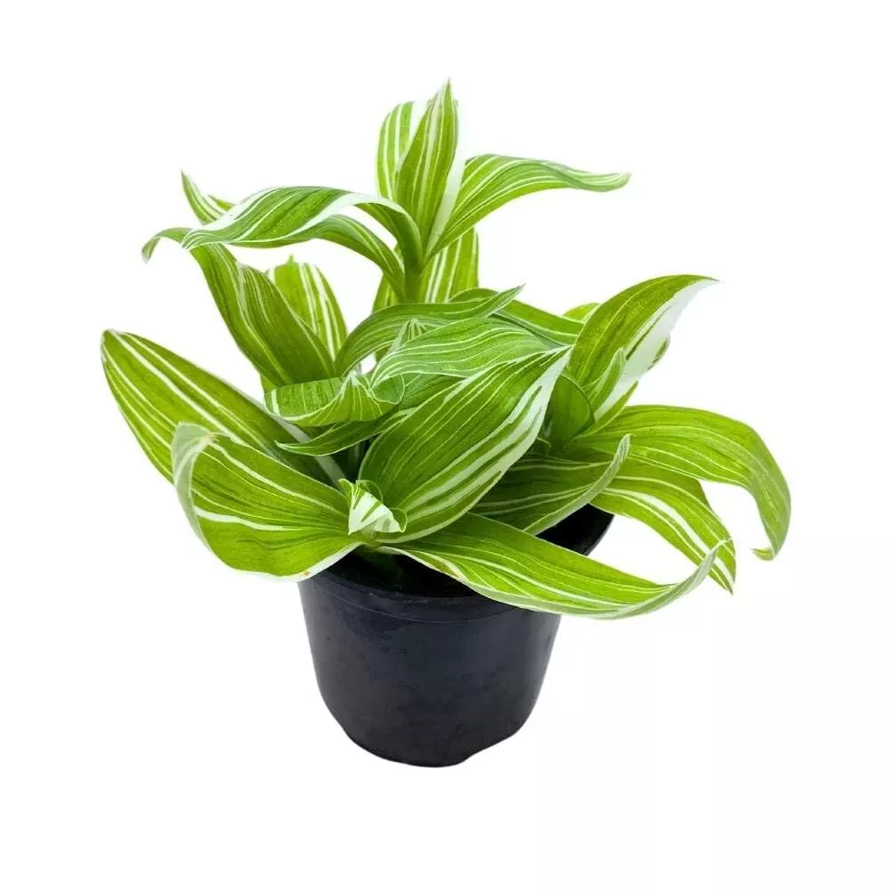 Wandering Dude Tradescantia fluminensis a 4 in Pot Green and W - £36.58 GBP