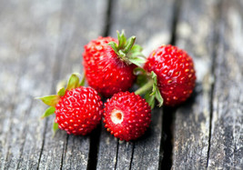 165 Seeds Strawberry Wild Baron Fragaria Vesca Heirloom Seeds Quick Plant Swiftl - £6.44 GBP