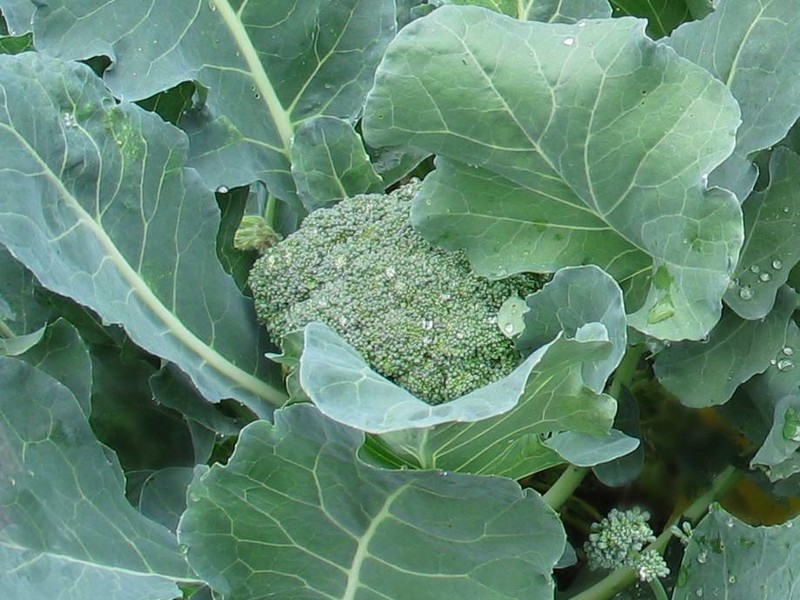 Broccoli Bulbs PS 250 De Cicco Broccoli Seeds Fast Grow - Seeds & Bulbs