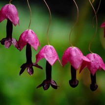 Rhodociton Atrosanguineus Seeds Purple Bell Vine Flower Seed 50 Seeds Fr... - £12.68 GBP