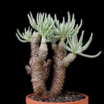 10pcs Tylecodon cacalioides Fresh Seed - £7.86 GBP