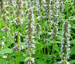 Anise Hyssop Snow White Spike Agastache Foeniculum 20 Seeds Garden Beaut... - £14.32 GBP