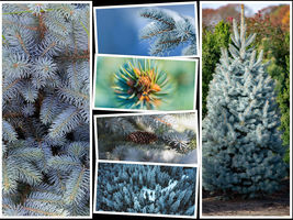 50 Blue Spruce Seeds Christmas Trees Colorado Picea pungens - £6.37 GBP