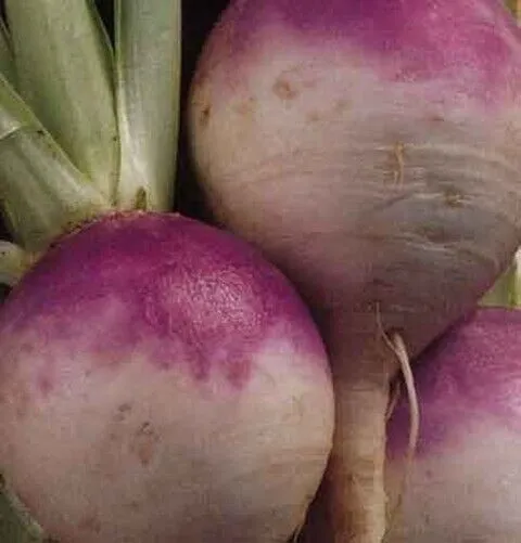 Turnip Purple Top 1000 Seeds Make Turnips Plus Greens Fresh Garden - $11.99