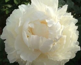 Fresh Double Cream Peony Papaver Paeoniflorum 50 Seeds/TsFrom US - $8.35