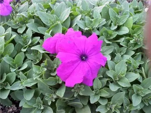 Petunia Seeds 100 Non Pelleted Ultra Violet (Upright) - £9.02 GBP