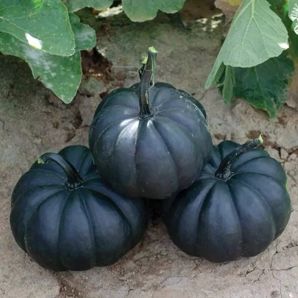 10 Exotic Black Pumpkin Seeds To Grow Stunning Black Kat Pumpkins Usa Seller - £14.49 GBP