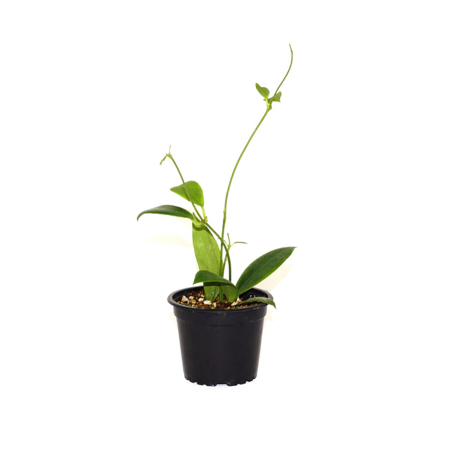 HGBO Hoya Mindorensis Yellow Flower 3.5 until 4 Inch Pot USA Seller - £52.31 GBP