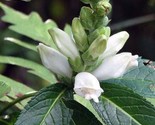 Sale 50 Seeds White Turtlehead Chelone Glabra Flower USA - $9.90
