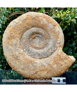 12&quot; Huge Gracilosphinctes gracilis progracilis Fossil Ammonite, - $283.70