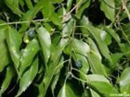 10 seeds  Sugarberry Tree {Celtis laevigata} 1st year Fruit  - £9.57 GBP