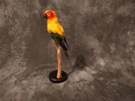 Handsome Sun Conyore Parrot taxidermy bird art - £942.72 GBP