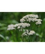 White Yarrow Wildflower Seeds Western Yarrow Milfoil Sneezewort - $4.47