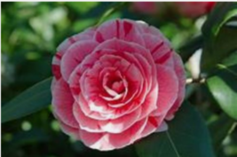 Live Plant Dad&#39;s Pink Camellia Japonica Starter Plant-Pink With Dark Pink/Red - £31.16 GBP