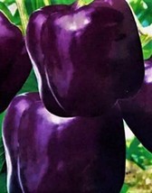 50 Seeds Purple Beauty Pepper Plant Heirloom Seeds See R API D Growth - £6.72 GBP